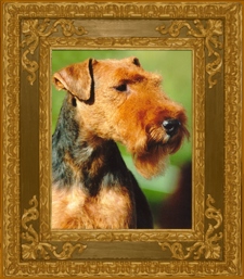 Welsh Terriers